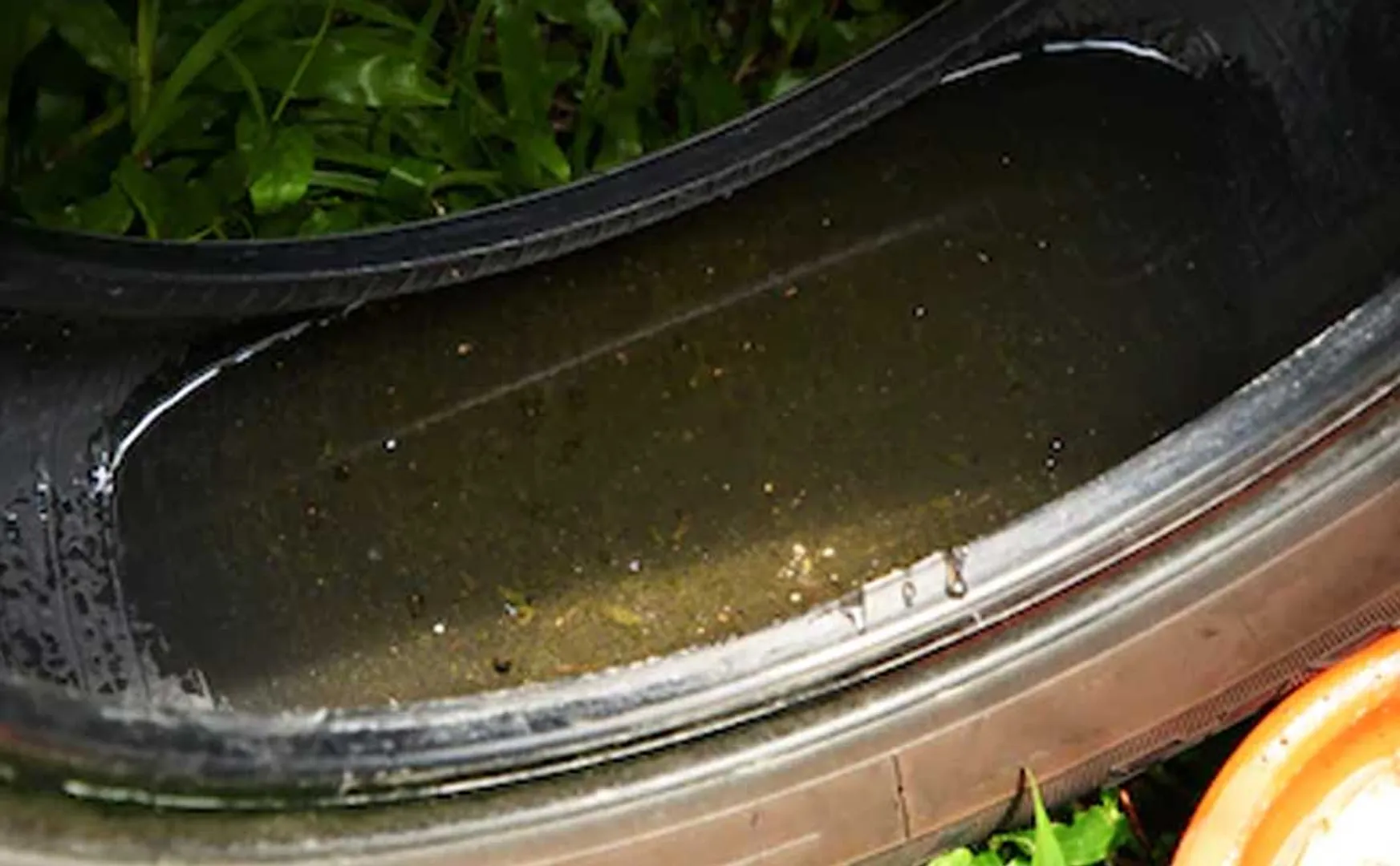 dengue mosquitoes found in  old tyres